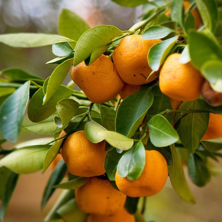 mandarin orange / citrus / tangerine / Meishan tangerines